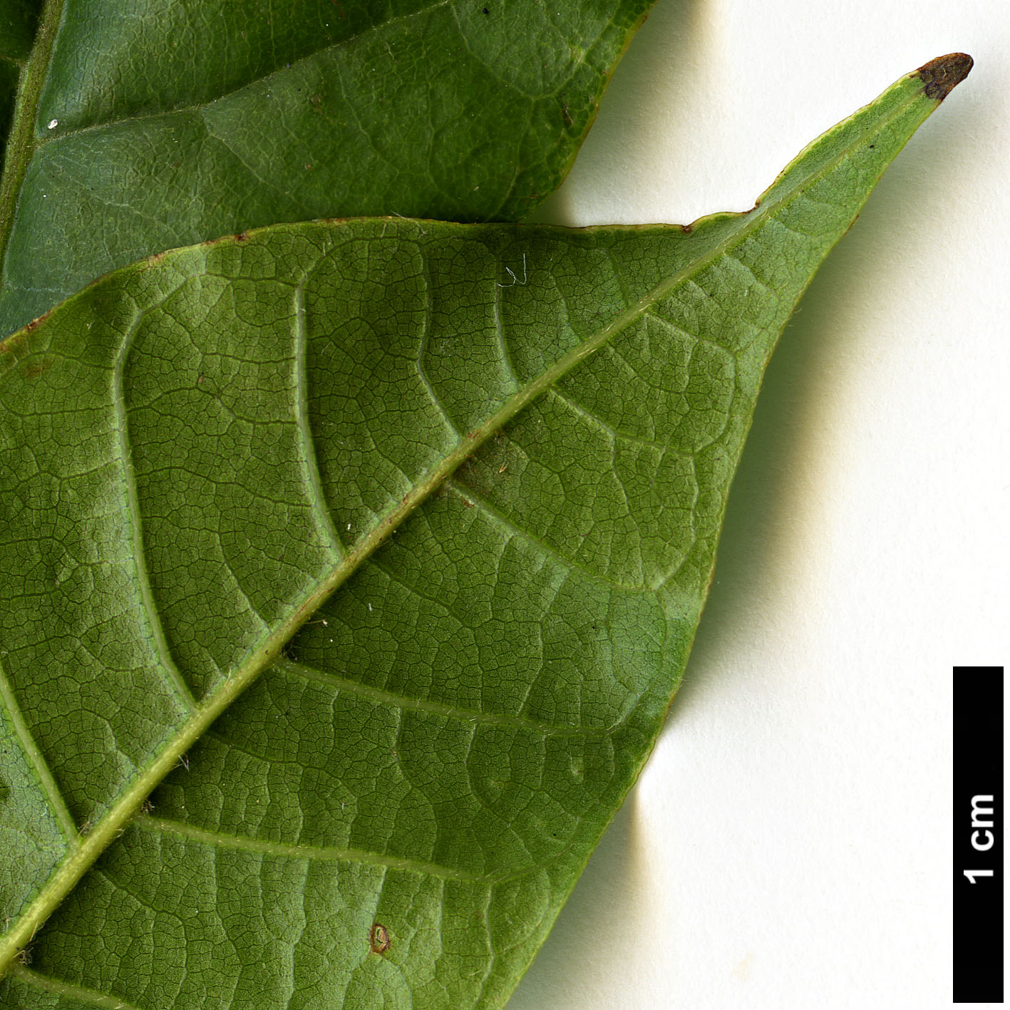 High resolution image: Family: Fagaceae - Genus: Lithocarpus - Taxon: corneus